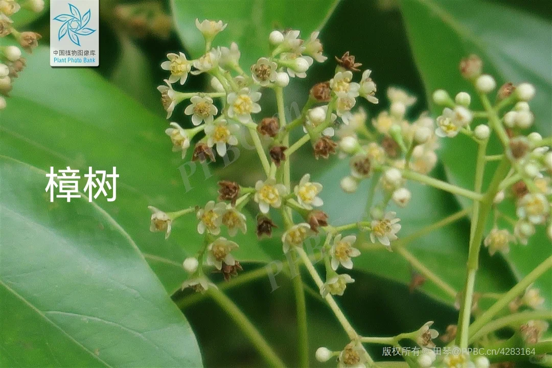 华东｜园林常用的落叶阔叶乔木?附照片