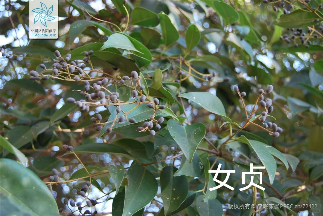 华东｜园林常用的落叶阔叶乔木?附照片