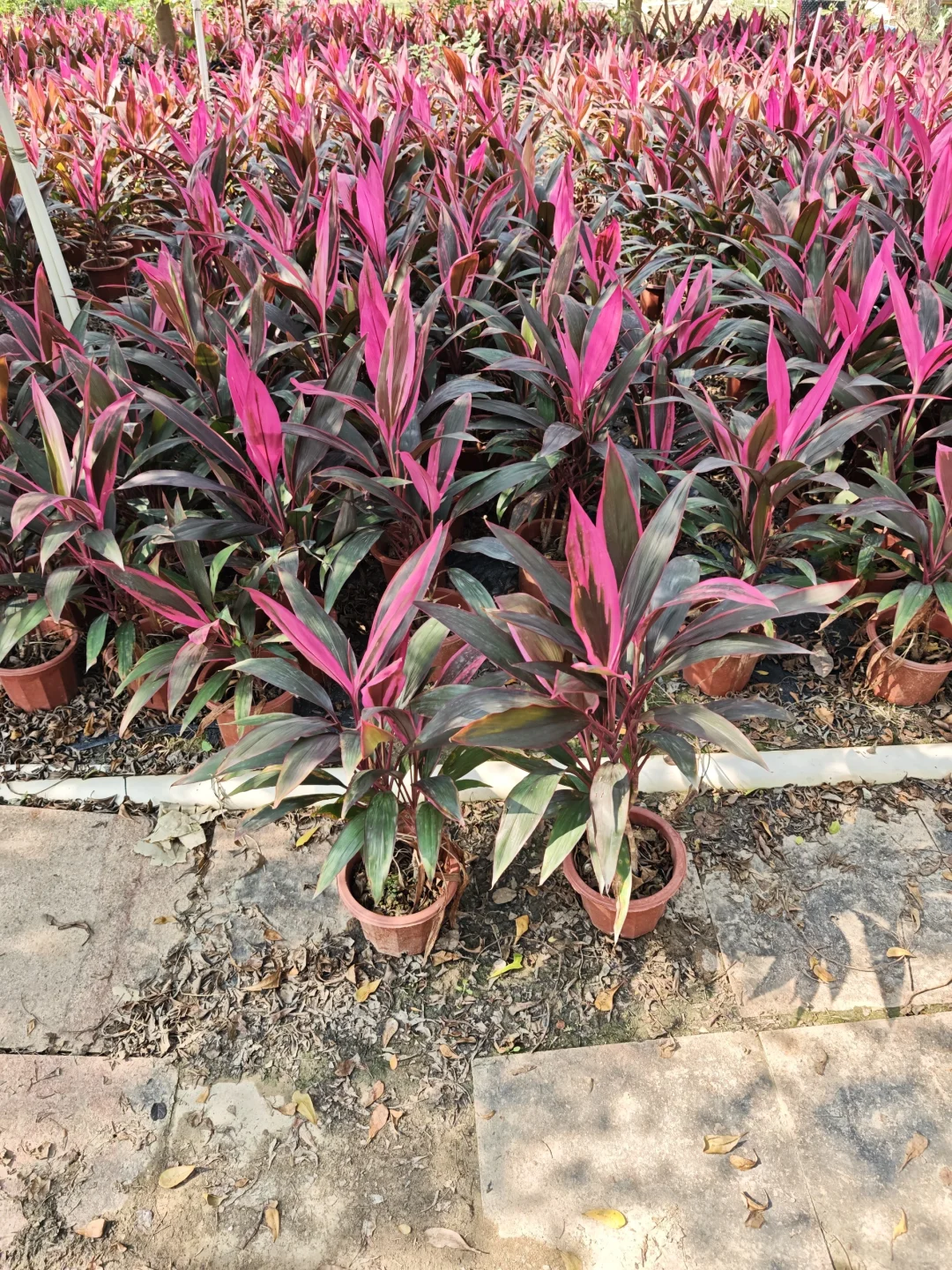 白菜价绿植清一车