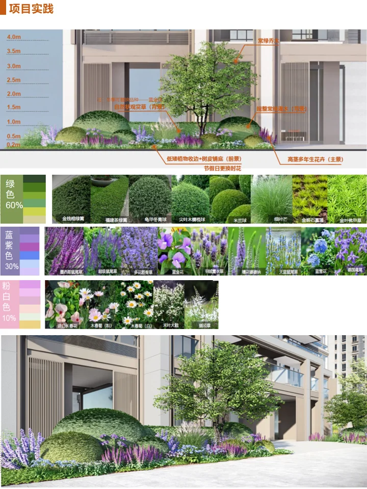 长效蓝紫花镜搭配干货！附带案例及苗木表