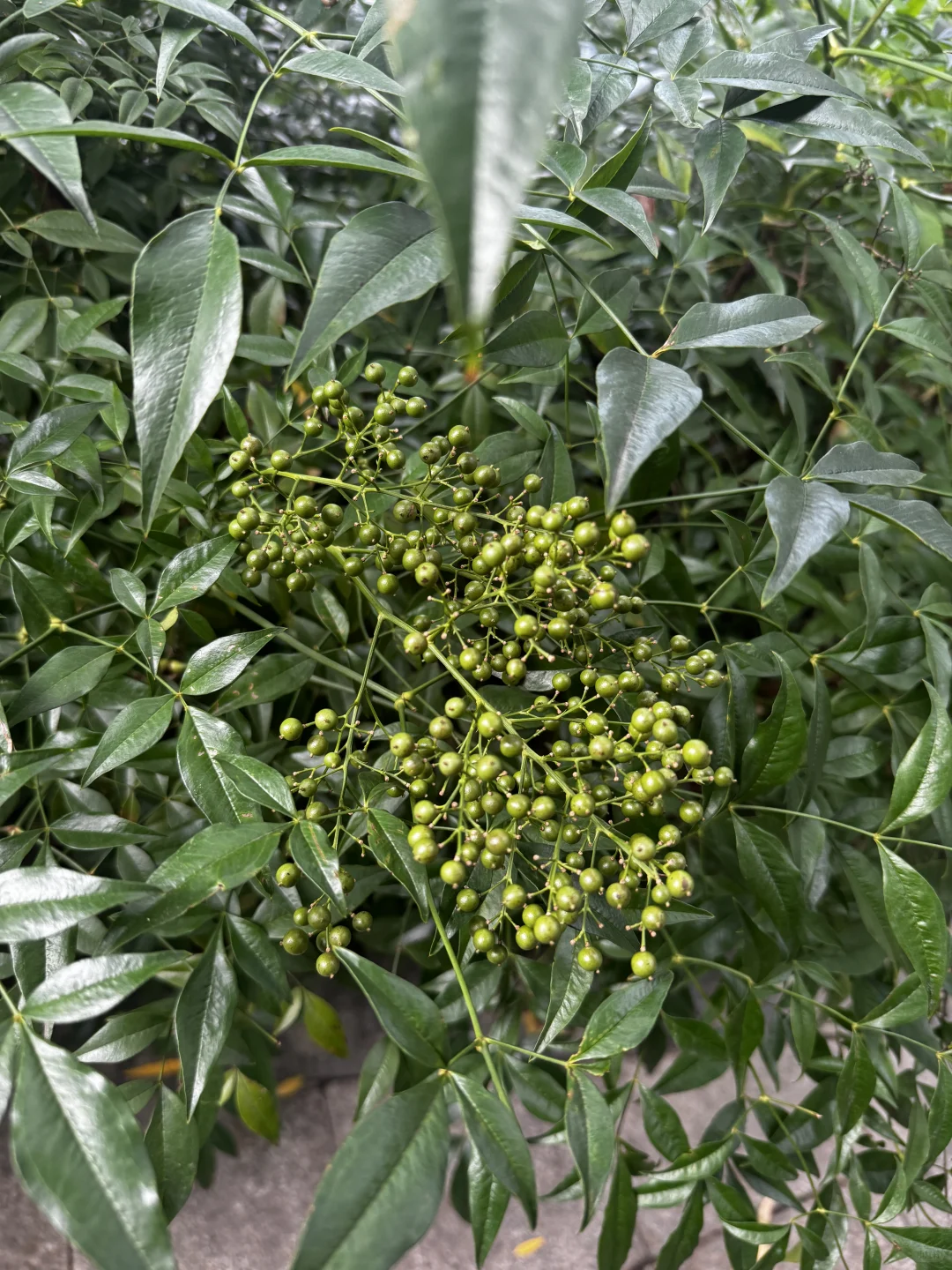 杭州路边绿化里种了花椒吗？？！！！