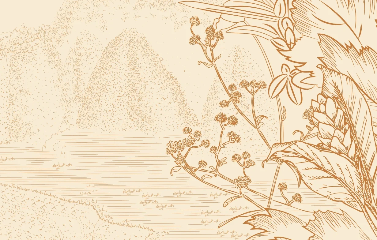 甲方说要一个羊肉包装，其它什么也没说！