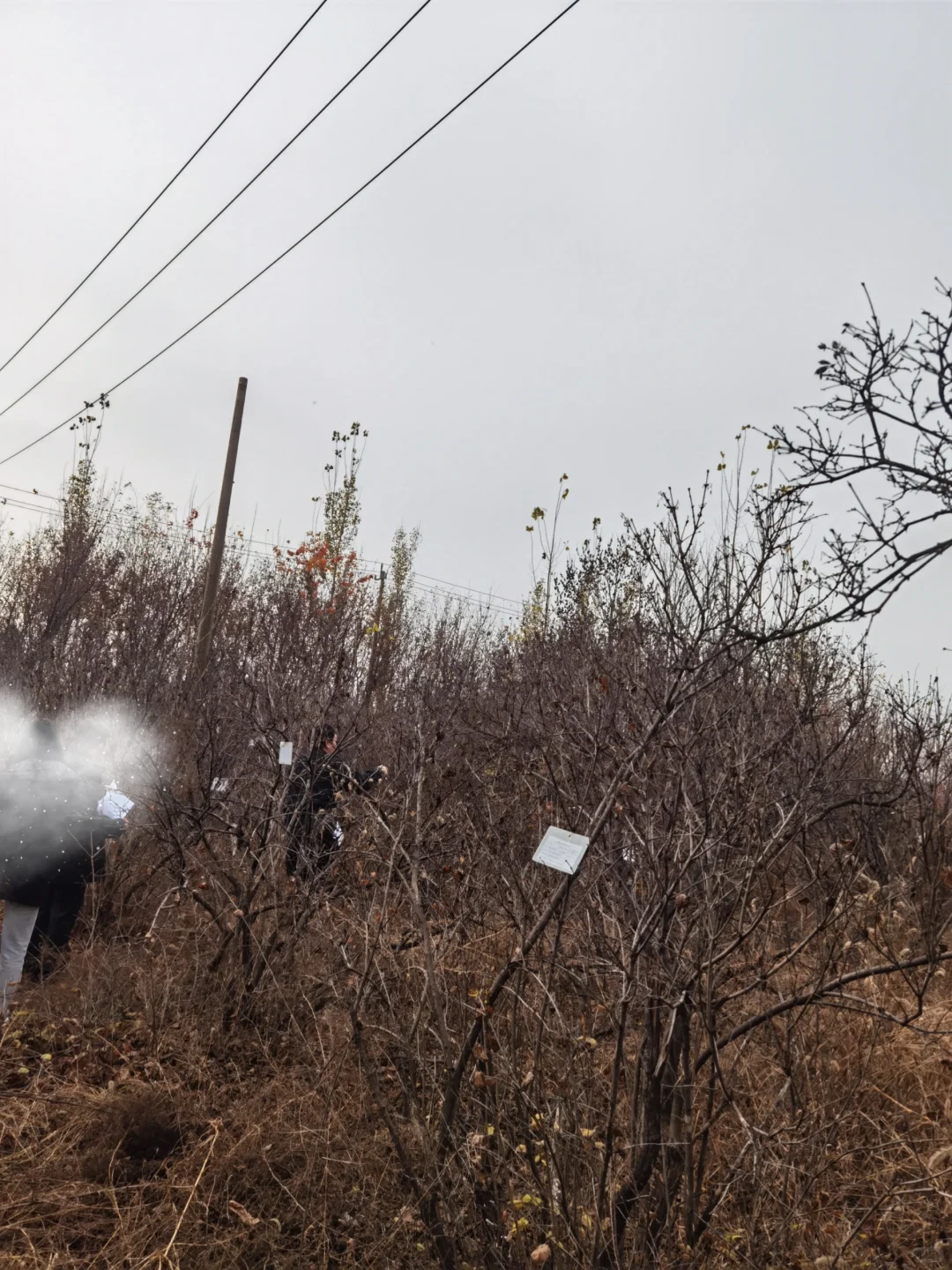 办案日常：今天是苗木清点师