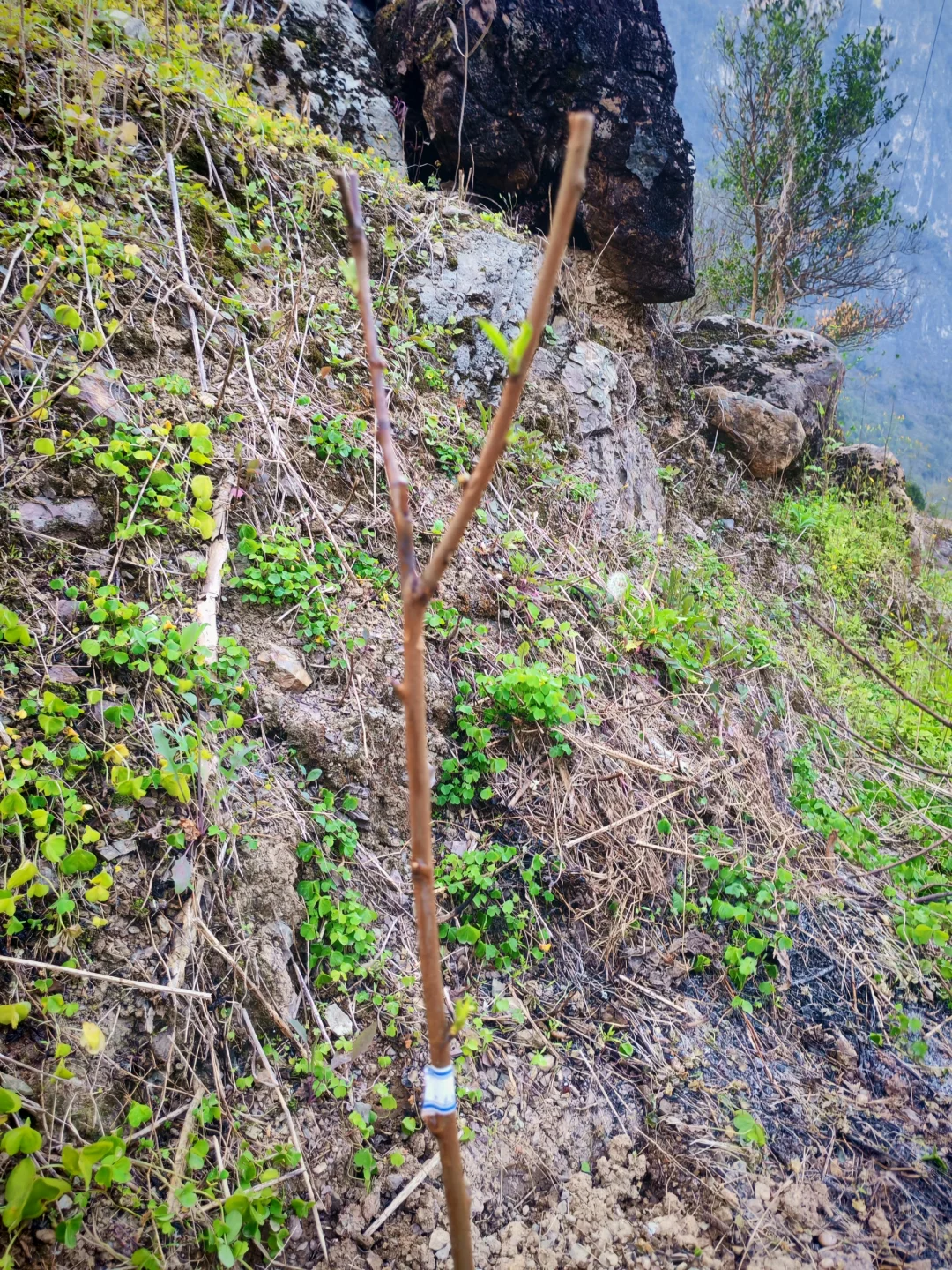 #让树木见证四季