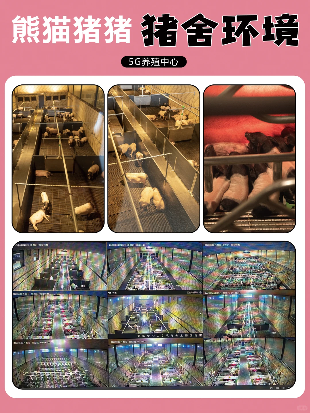 熊猫猪猪金华两头乌除了贵没毛病❗