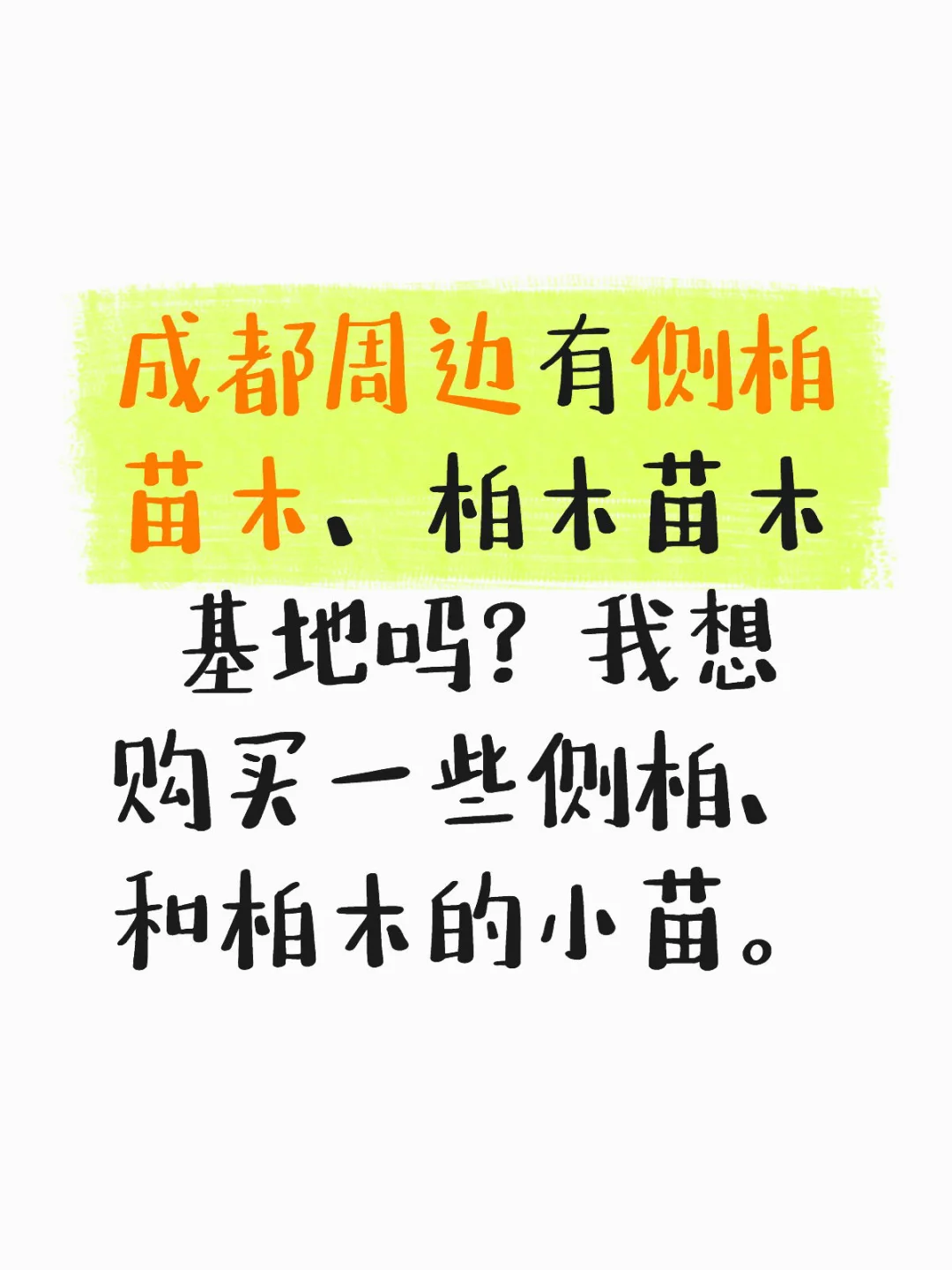 购买侧柏、柏木小苗