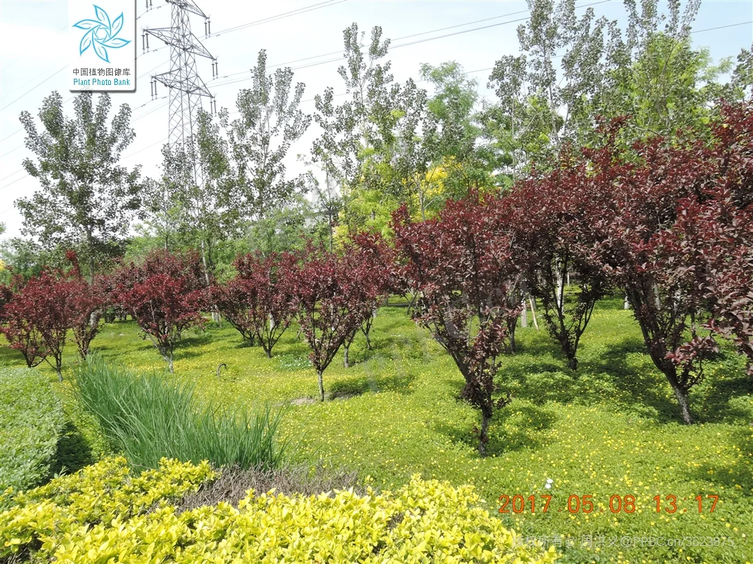 北京蓝紫系木本 | （十三）紫叶矮樱