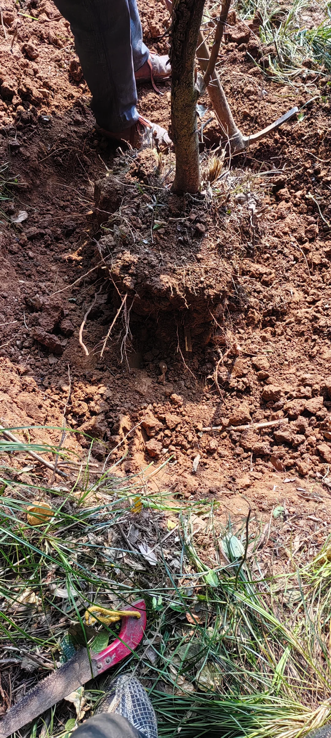 小乔木移植施工流程，第二节选