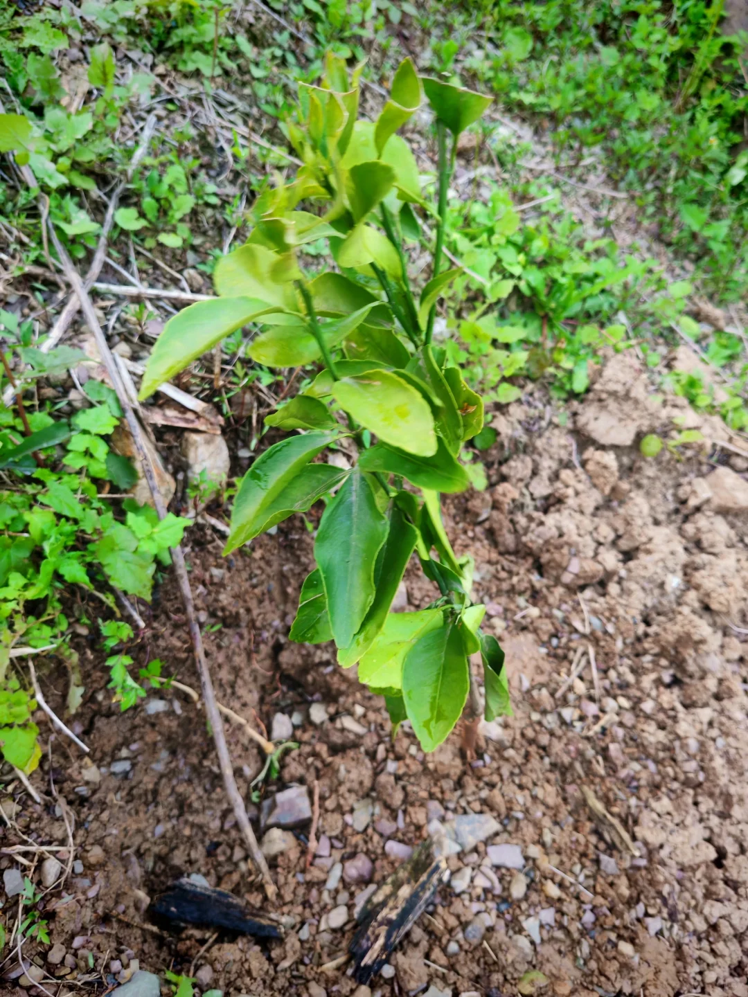 #让树木见证四季