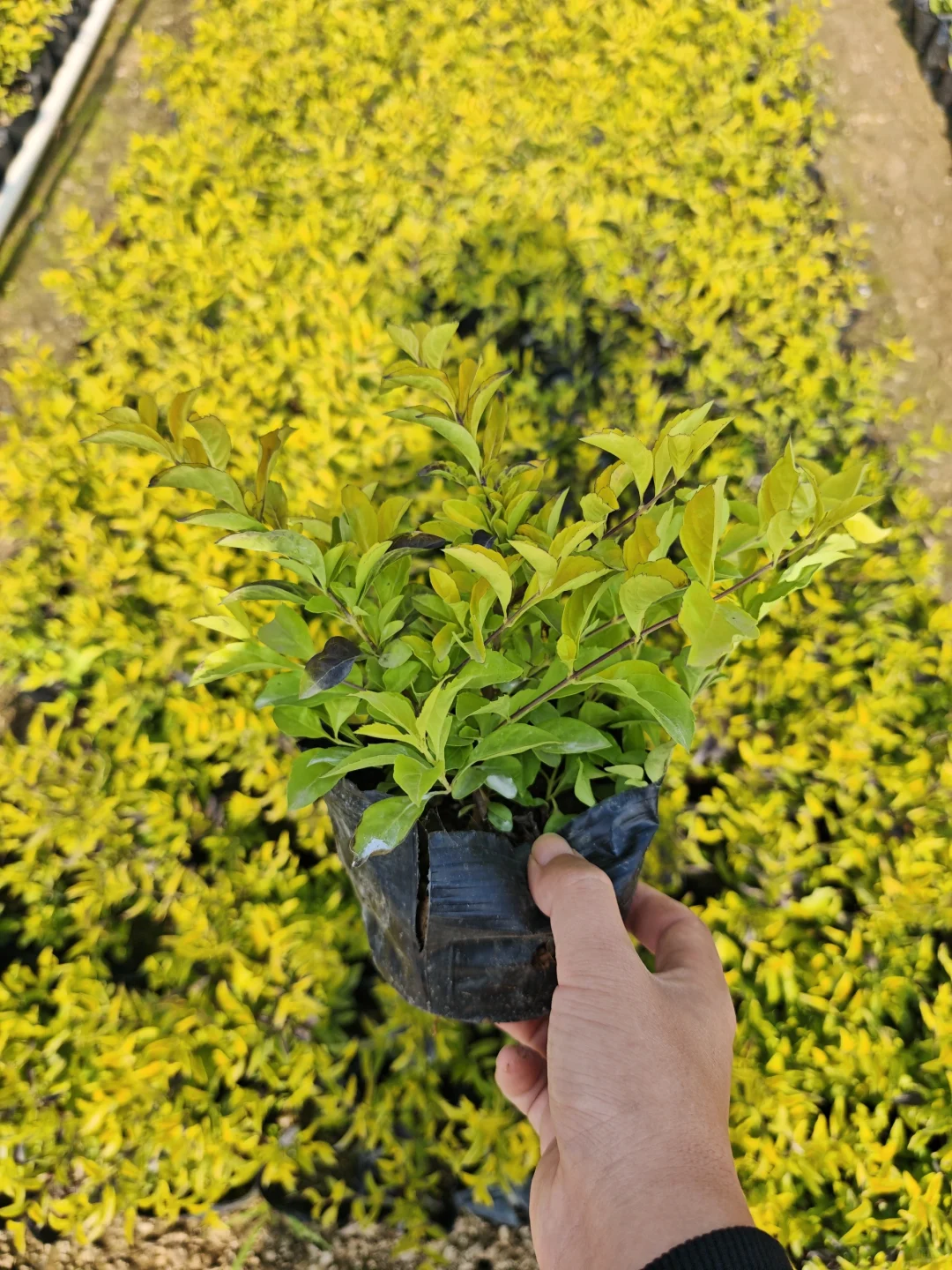 白菜价绿植清一车