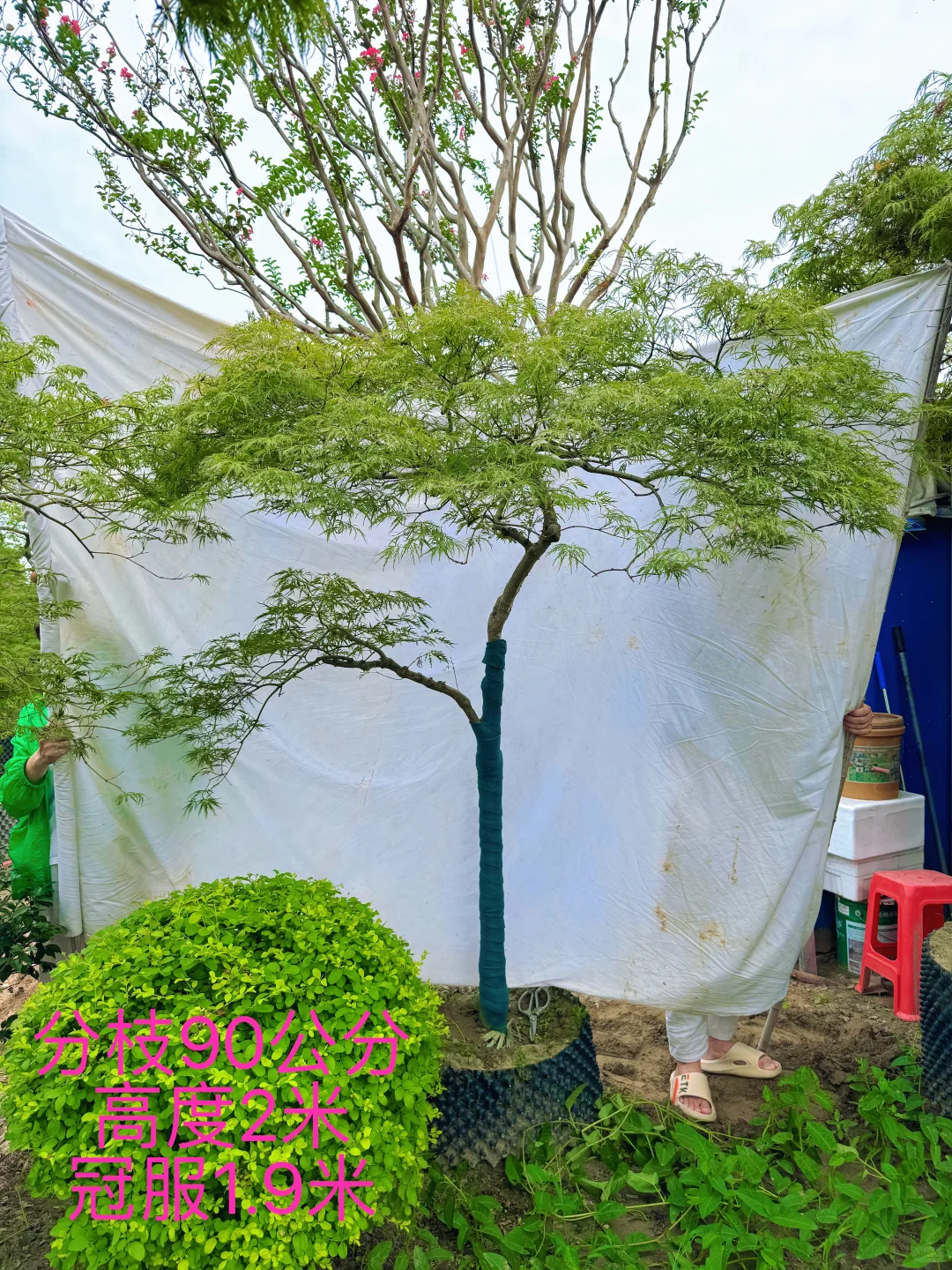 庭院里的羽毛枫、真的太美了！