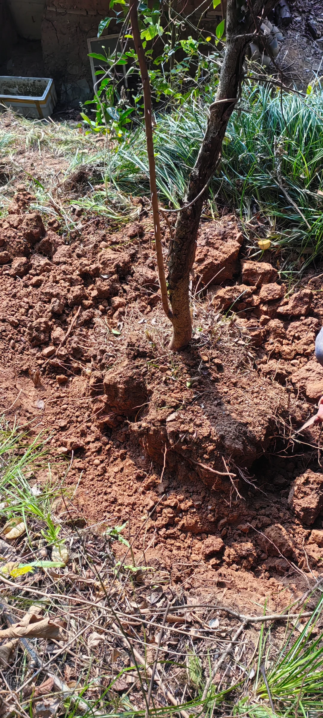 小乔木移植施工流程，第二节选