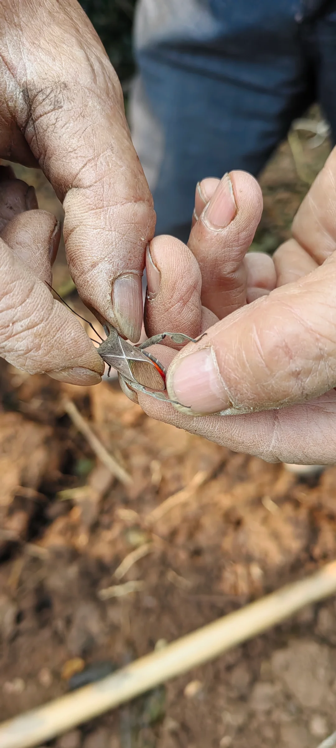 小乔木移植施工流程，第二节选