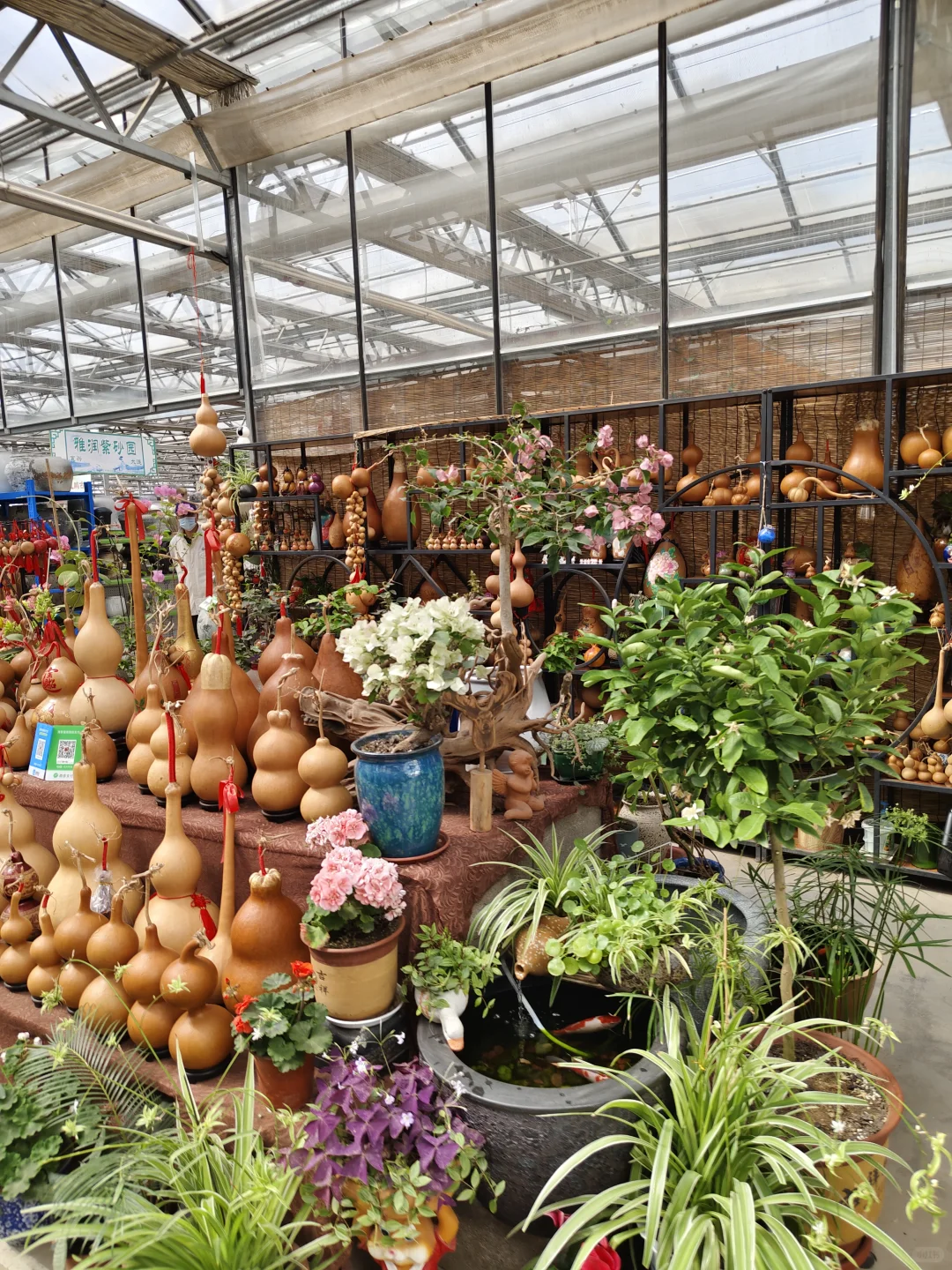 在大连 可以拍大飞机的花卉苗木市场