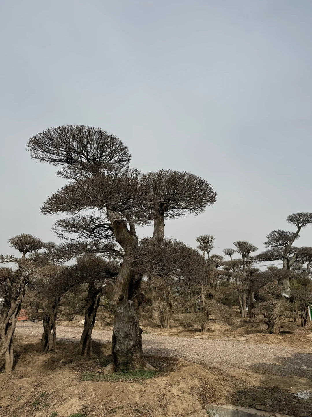 穷装别墅｜去张家湾看庭院景观树
