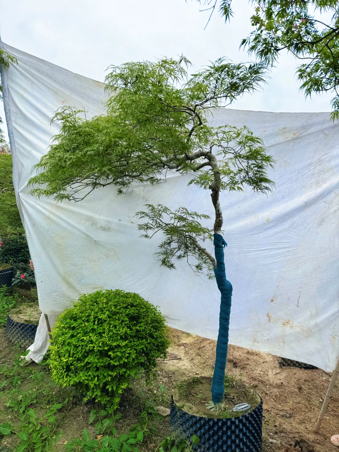 庭院里的羽毛枫、真的太美了！