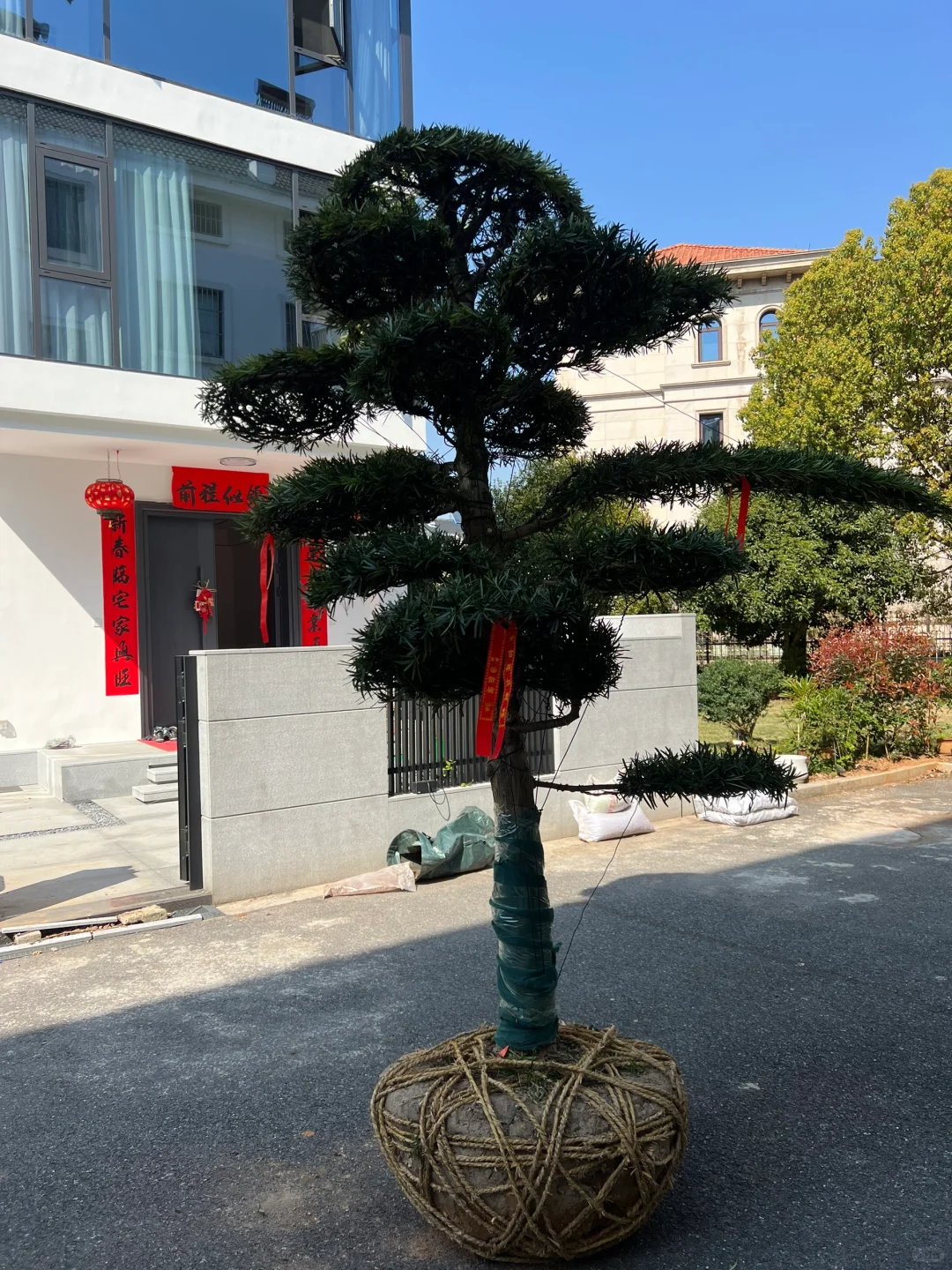 网购奔现 庭院大树? 罗汉松落地！