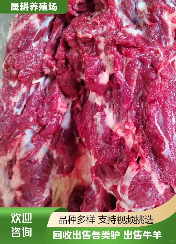 出售肉驴肉供应商