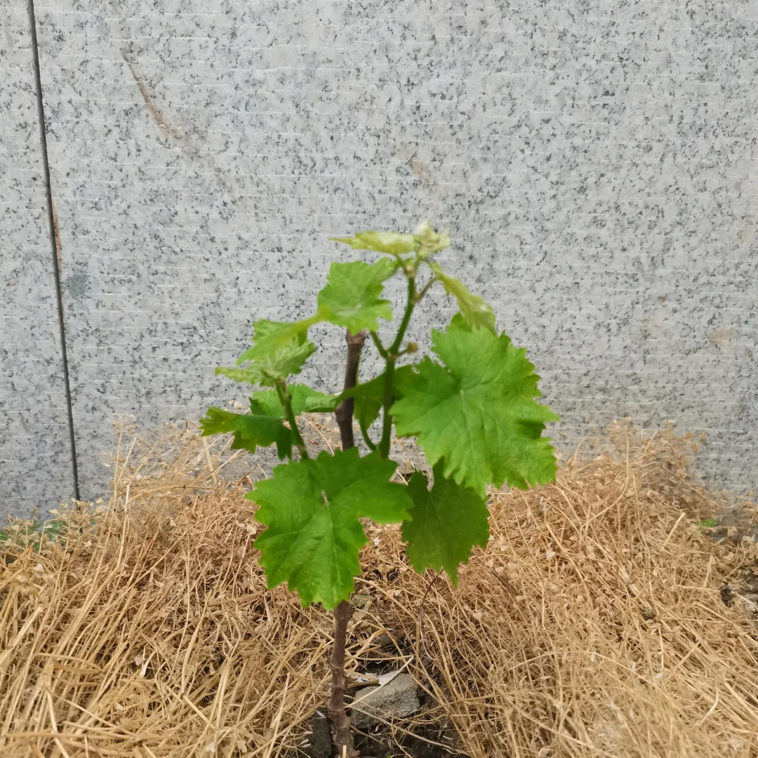 行雨葡萄苗：左划看它长大