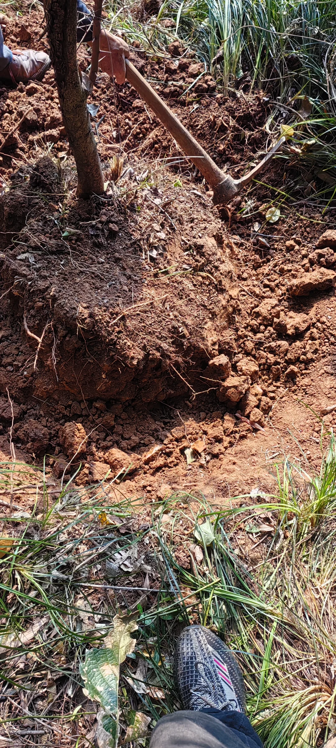 小乔木移植施工流程，第二节选