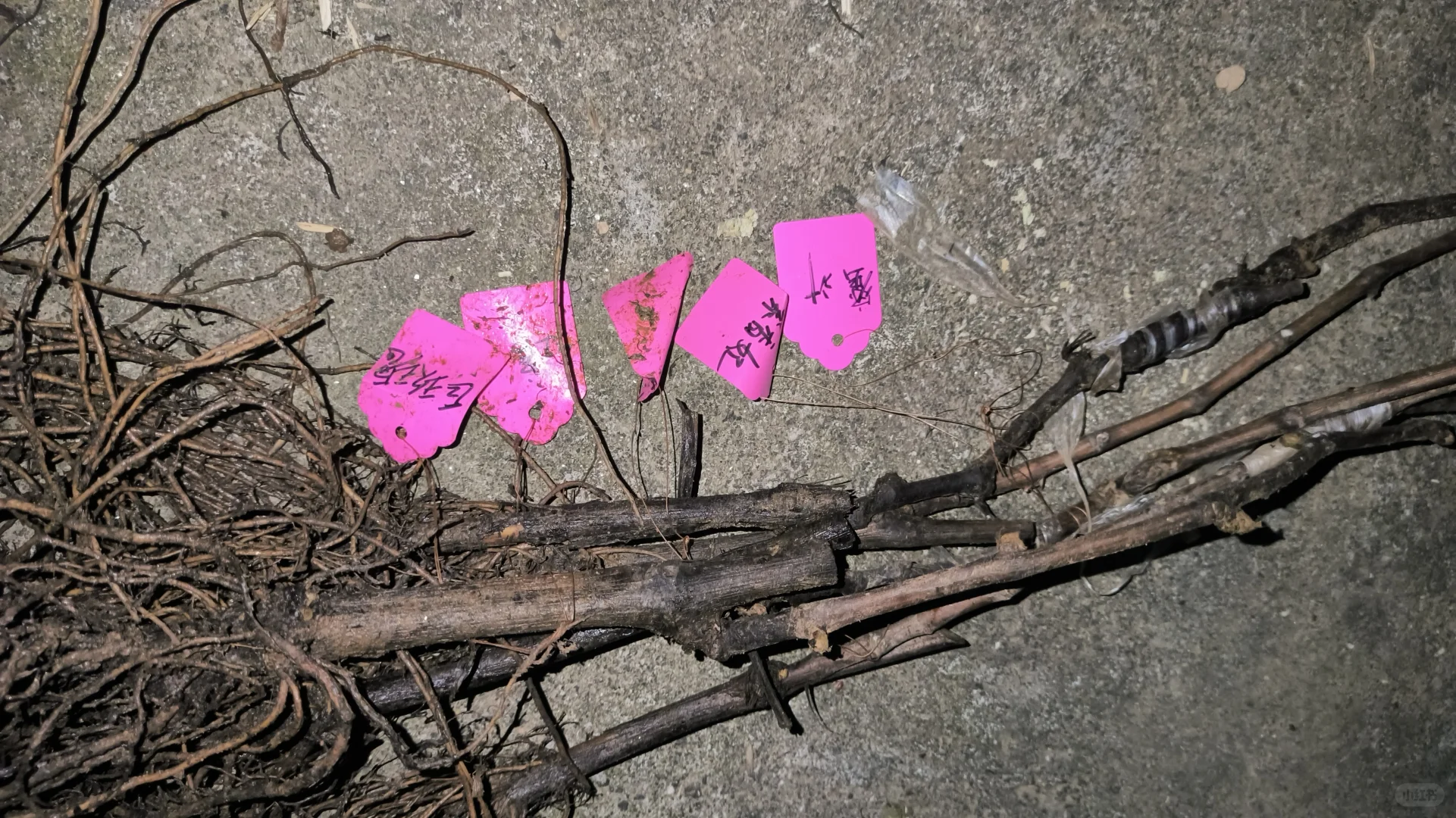 行雨，李志贺，宝利福利苗收到?