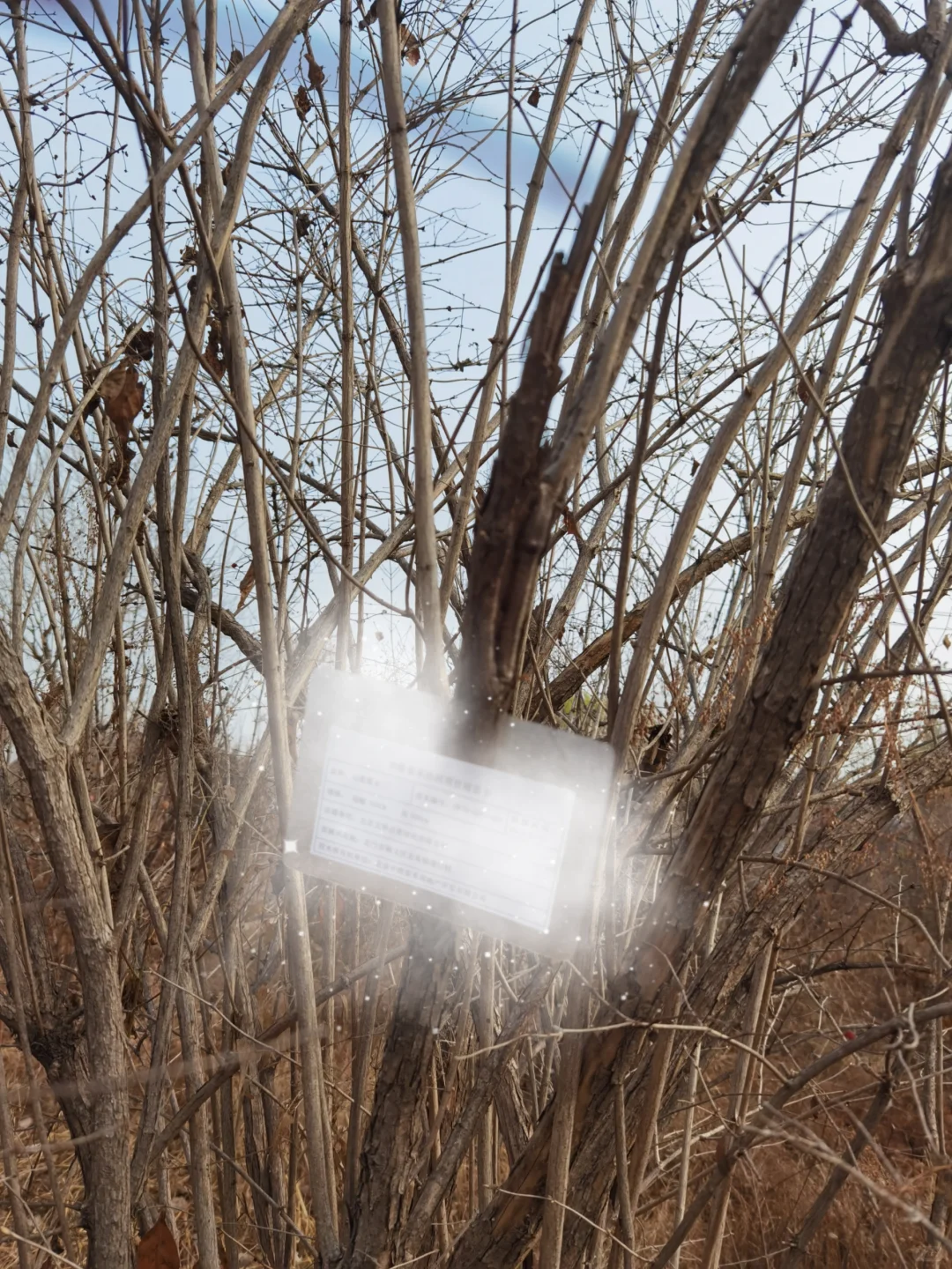办案日常：今天是苗木清点师