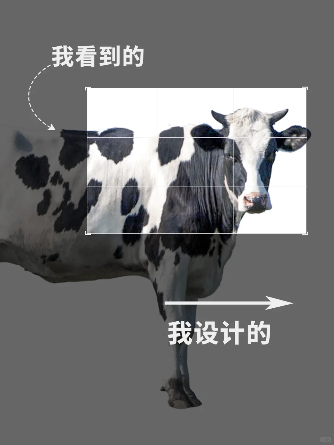 我看到的VS我设计的——认养一头牛