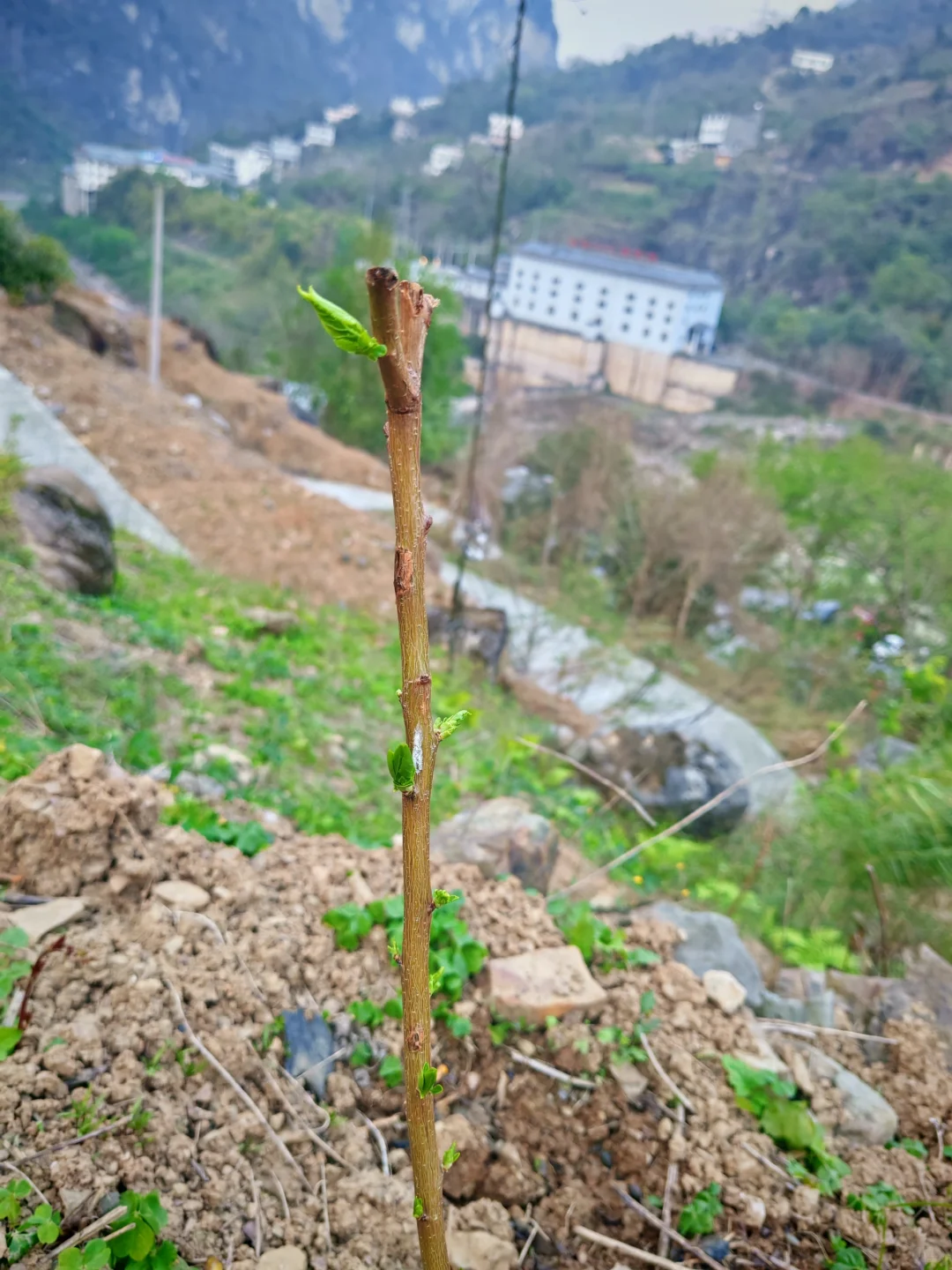 #让树木见证四季