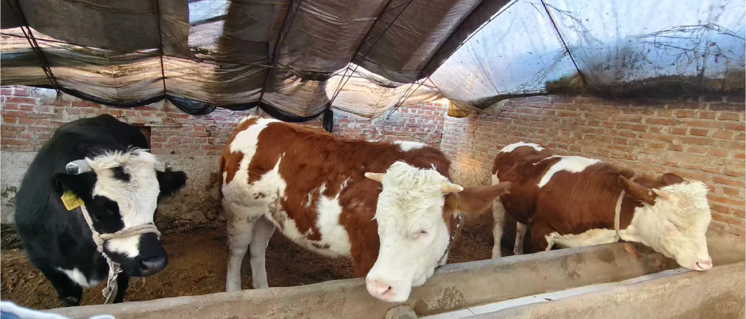 想吃牛肉还要运费吗？直接明码标价全国包邮