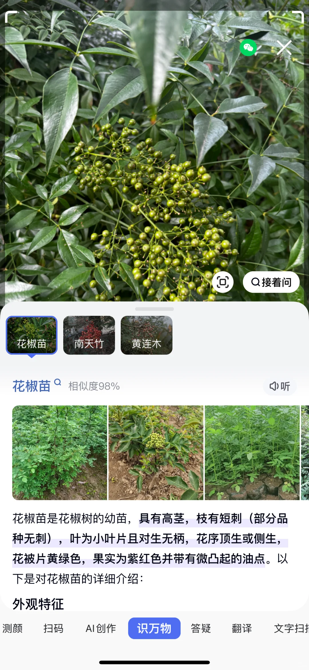 杭州路边绿化里种了花椒吗？？！！！