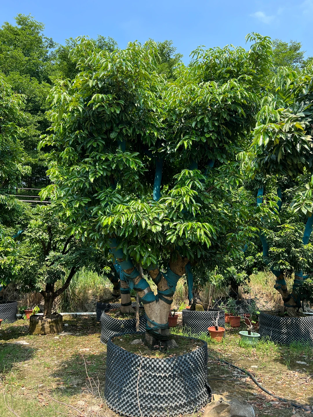桂味荔枝树