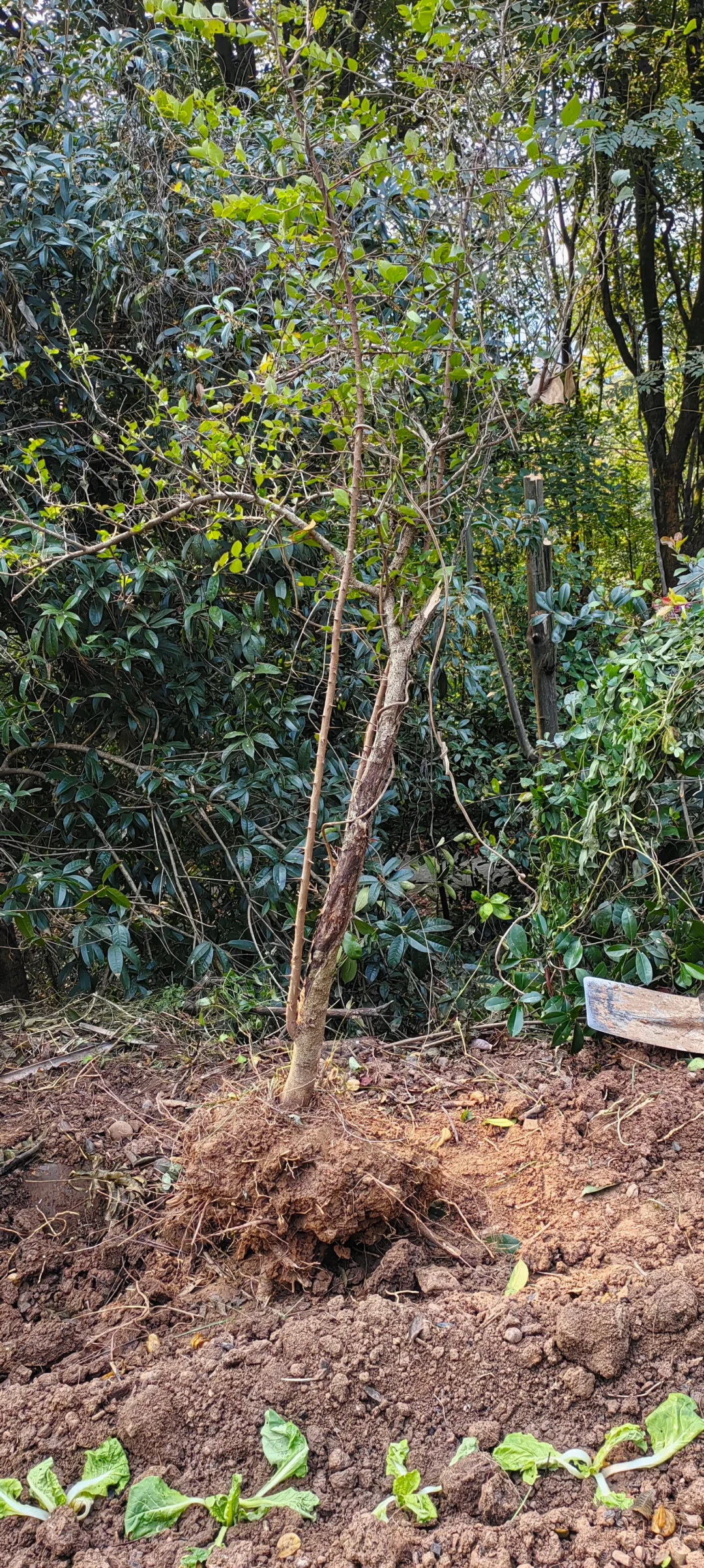 小乔木移植施工流程，第二节选