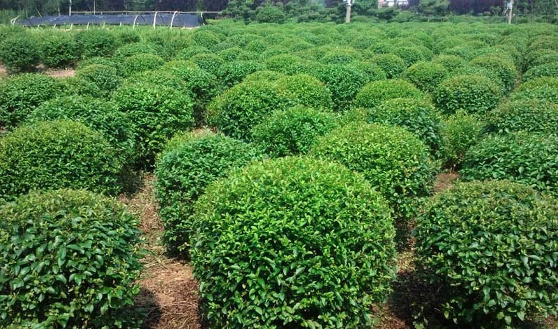 互联网+苗木行业