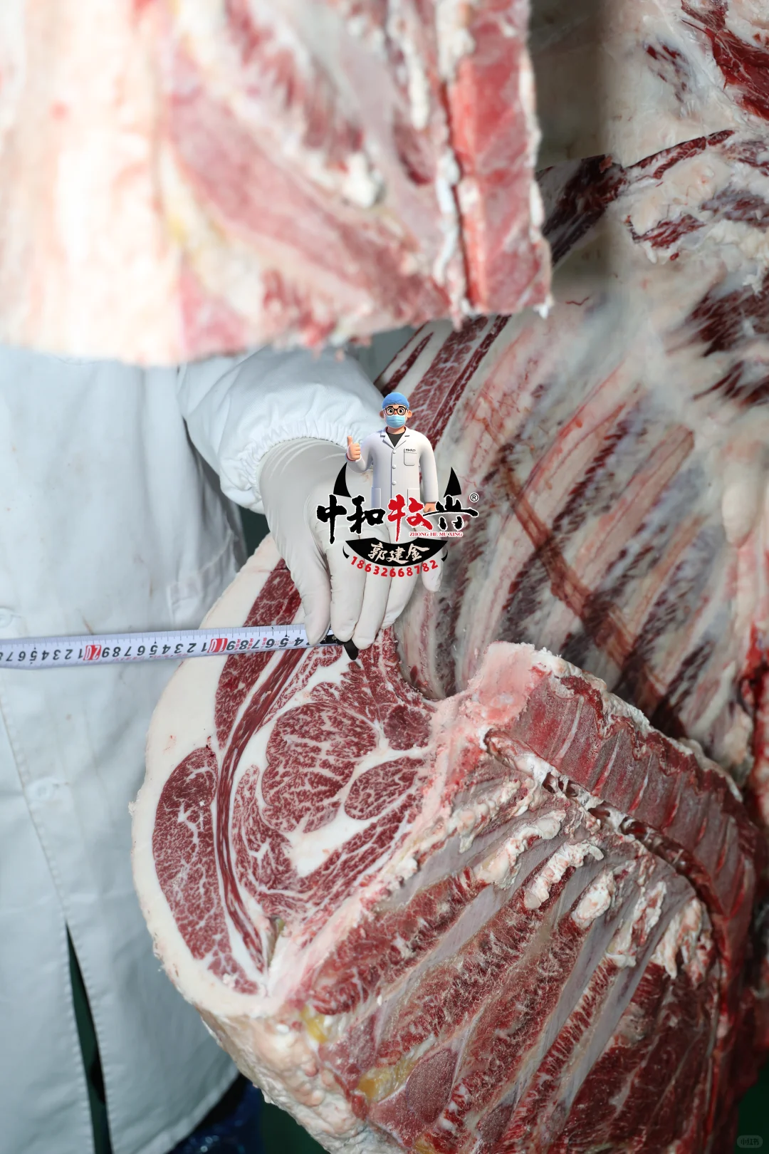 中和牧兴国产和牛分割实拍！