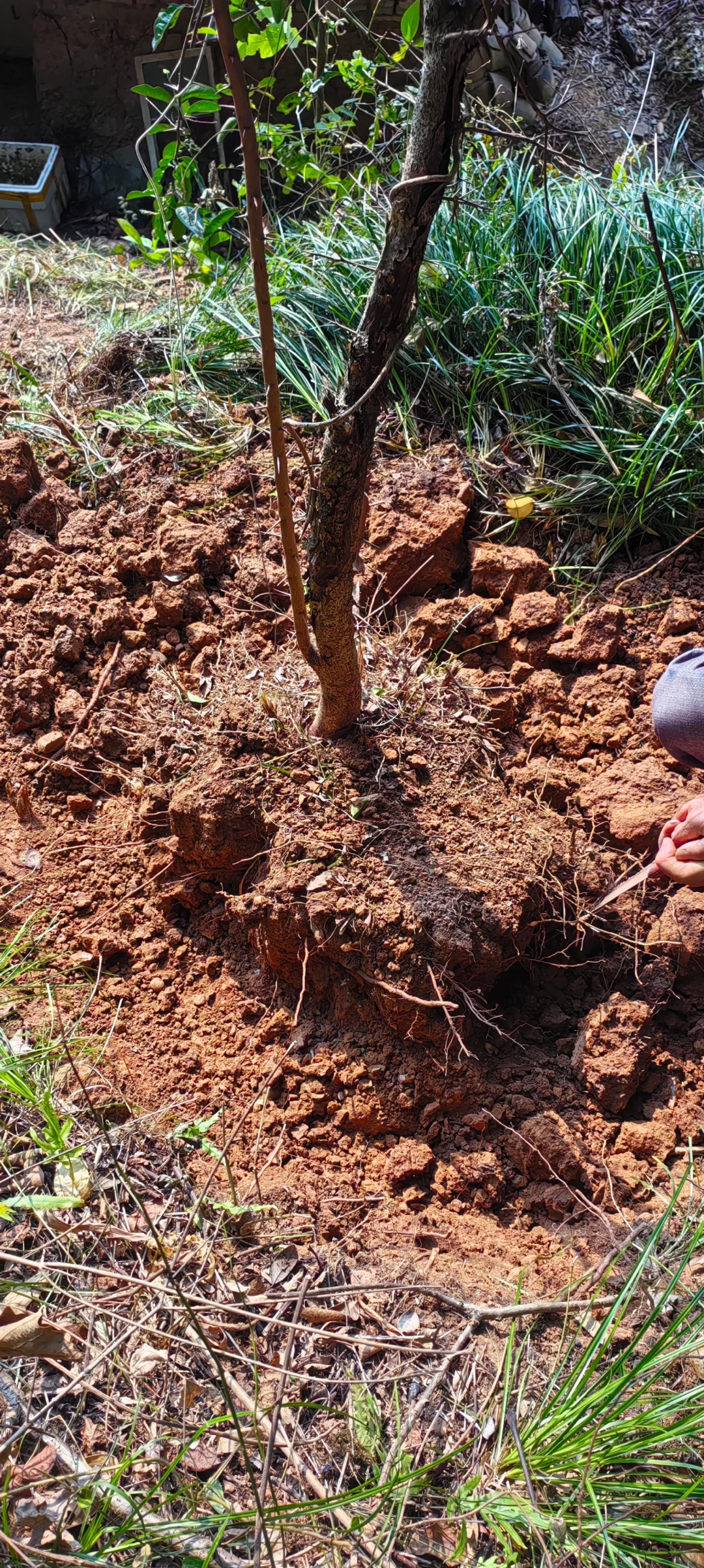 小乔木移植施工流程，第二节选
