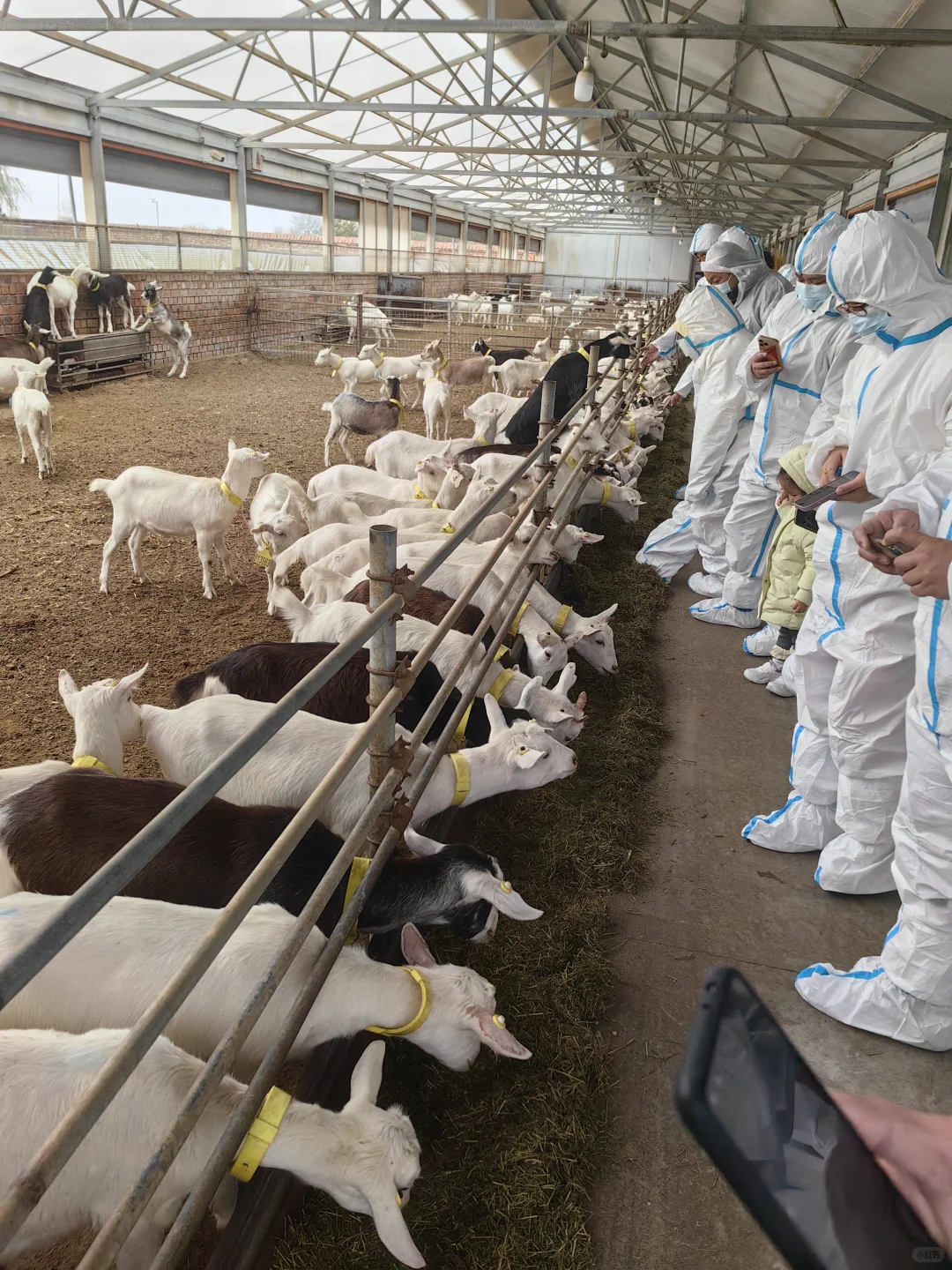 参观内蒙古自治区盛健羊乳集团