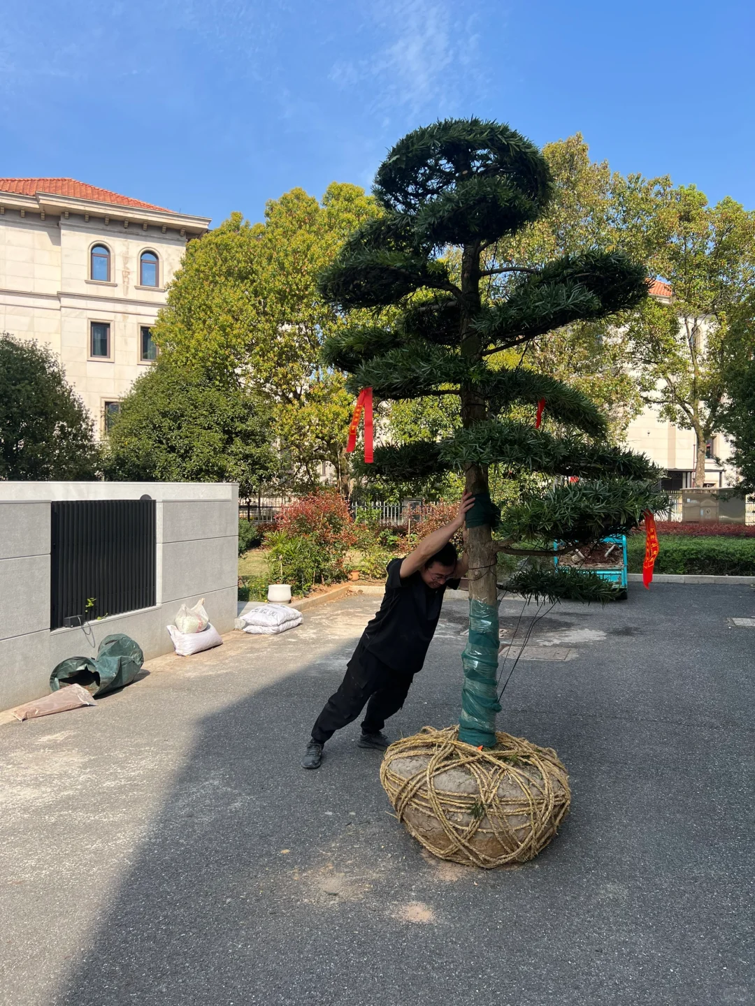 网购奔现 庭院大树? 罗汉松落地！