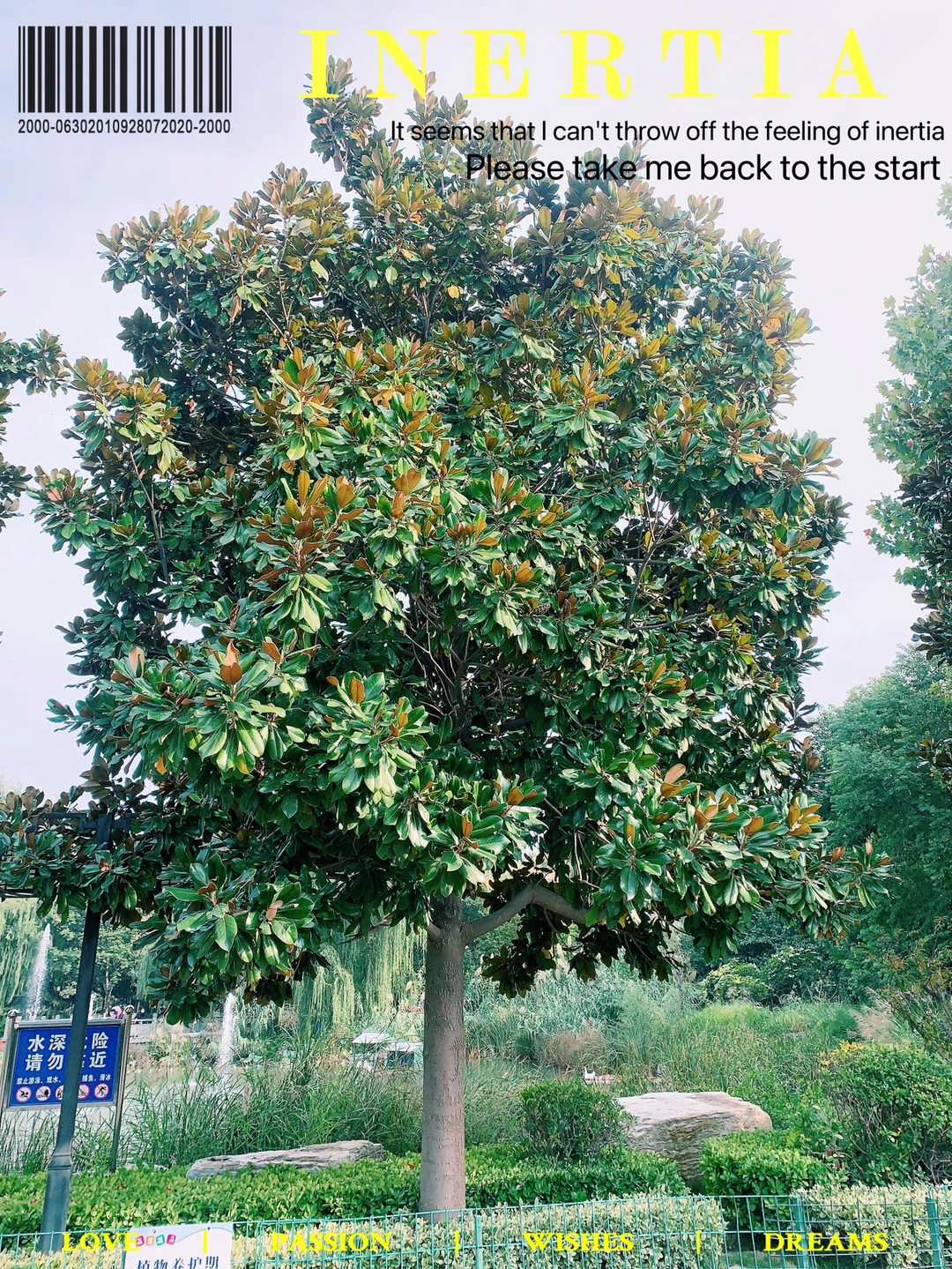 每天学习一种苗木