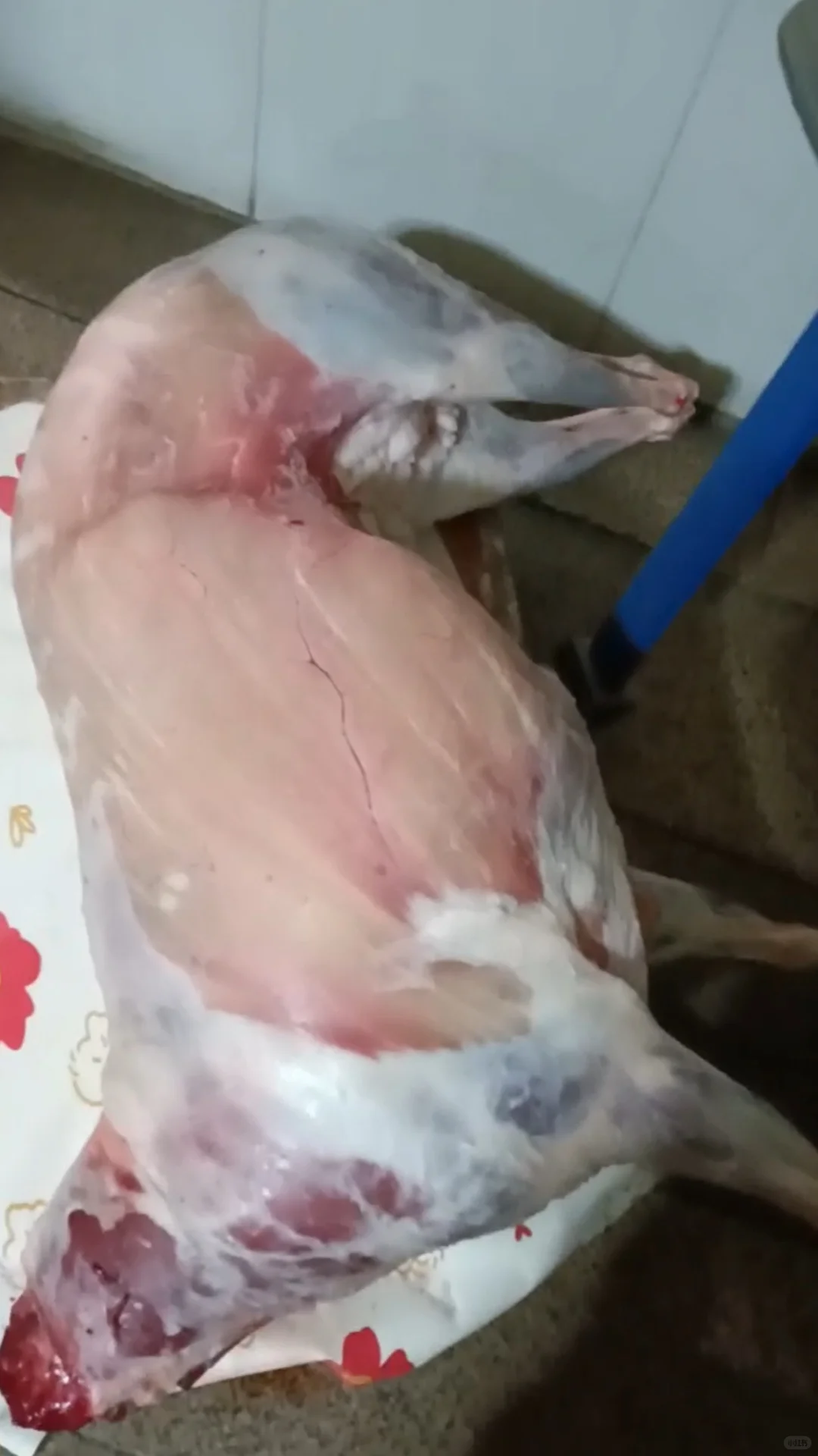 如何区分散养和育肥羊