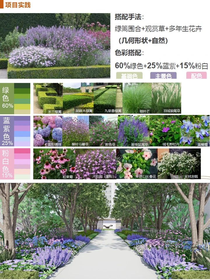 长效蓝紫花镜搭配干货！附带案例及苗木表