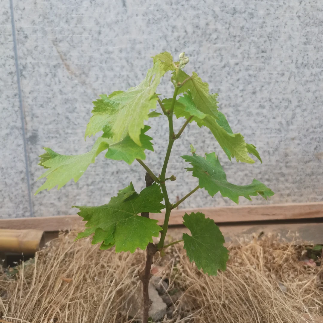 行雨葡萄苗：左划看它长大