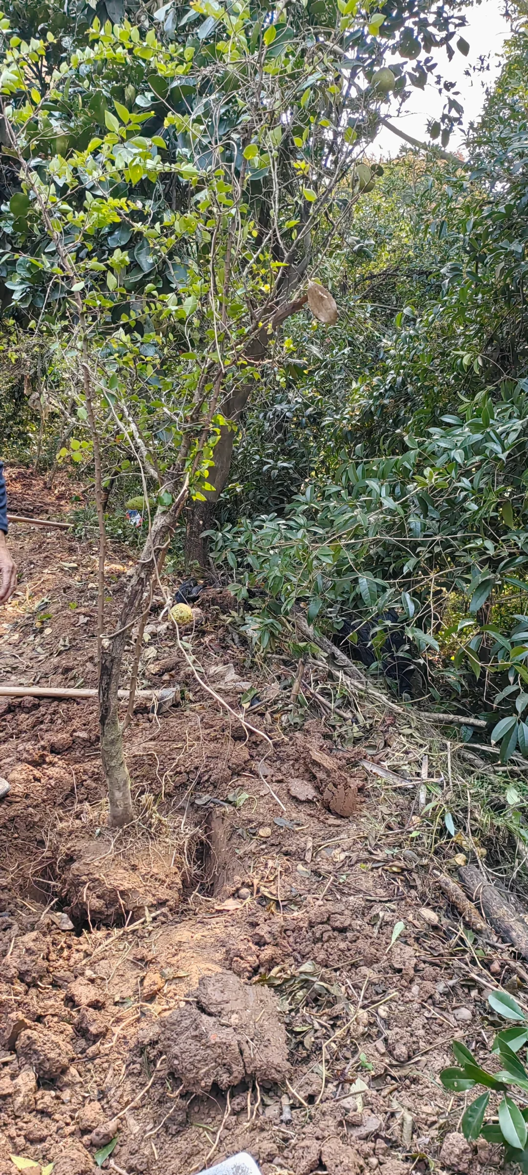 小乔木移植施工流程，第二节选