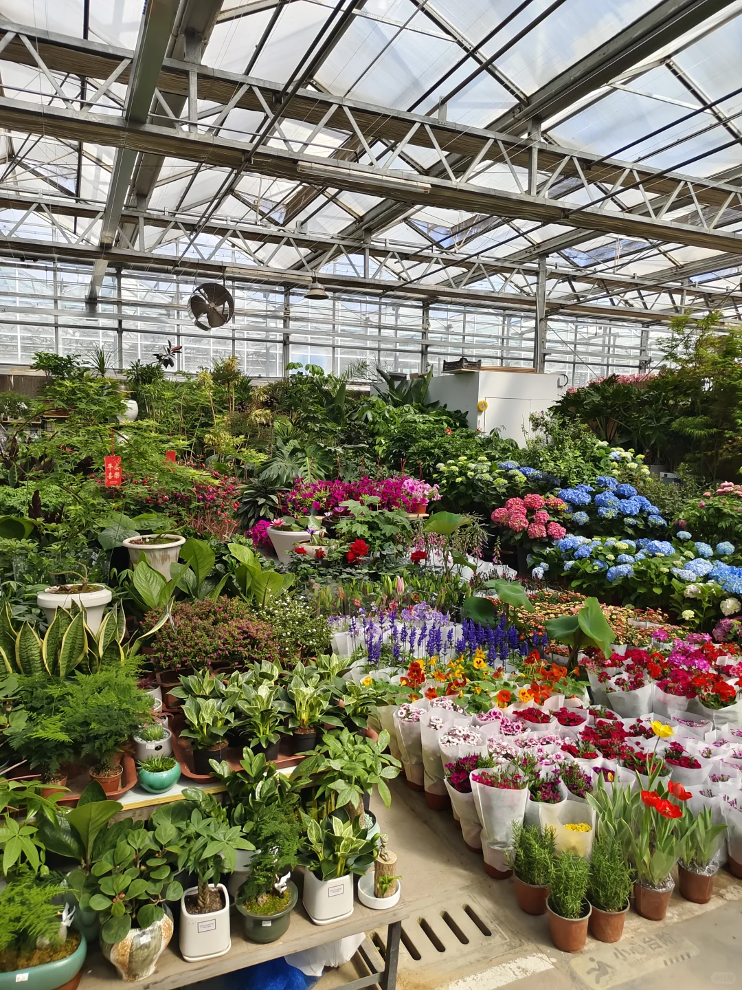 在大连 可以拍大飞机的花卉苗木市场