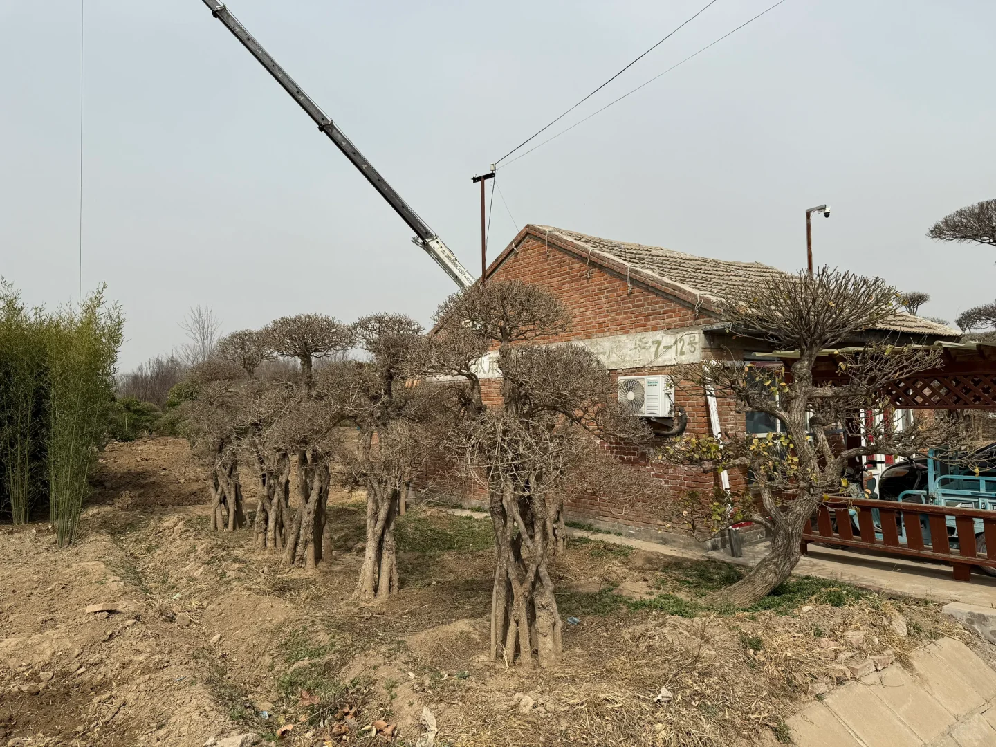 穷装别墅｜去张家湾看庭院景观树