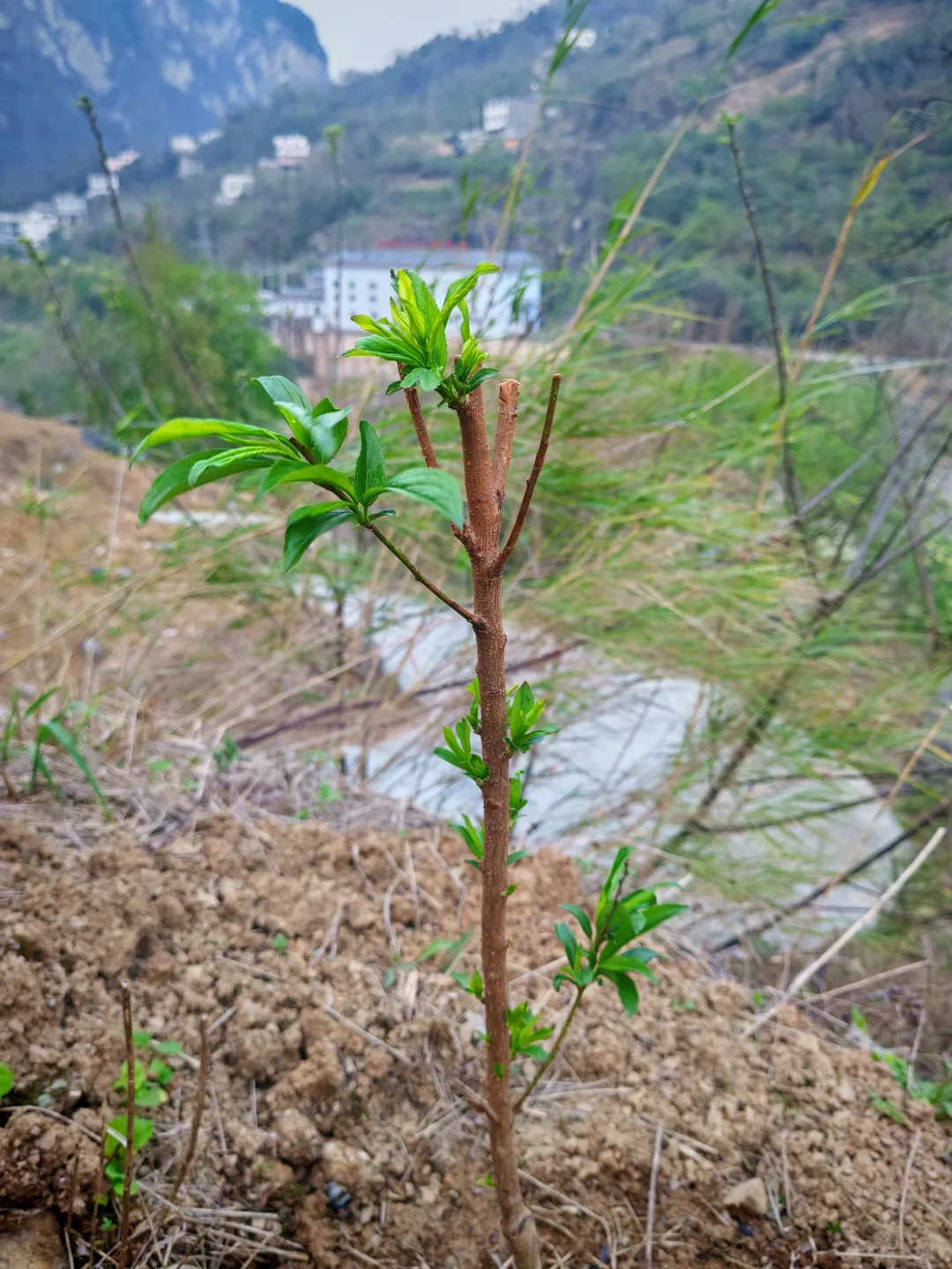 #让树木见证四季