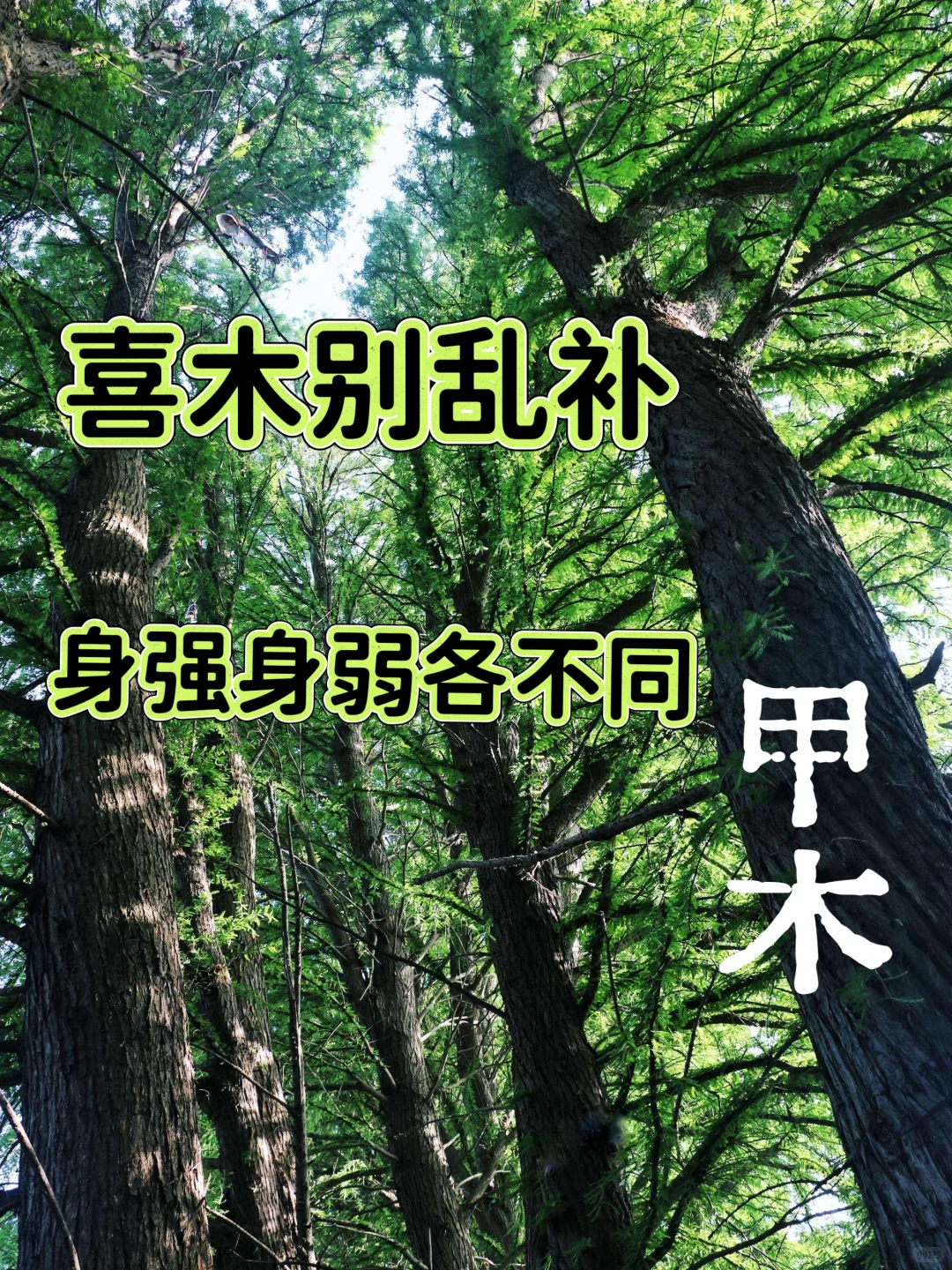 喜木别乱补，身弱身强大不同！