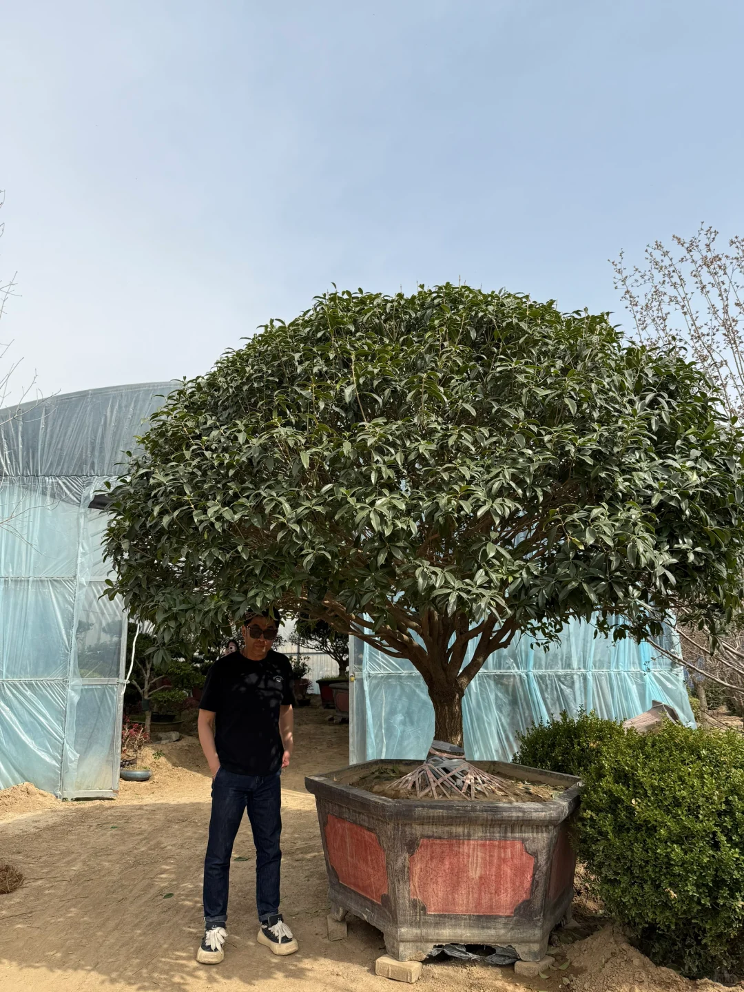 穷装别墅｜去张家湾看庭院景观树