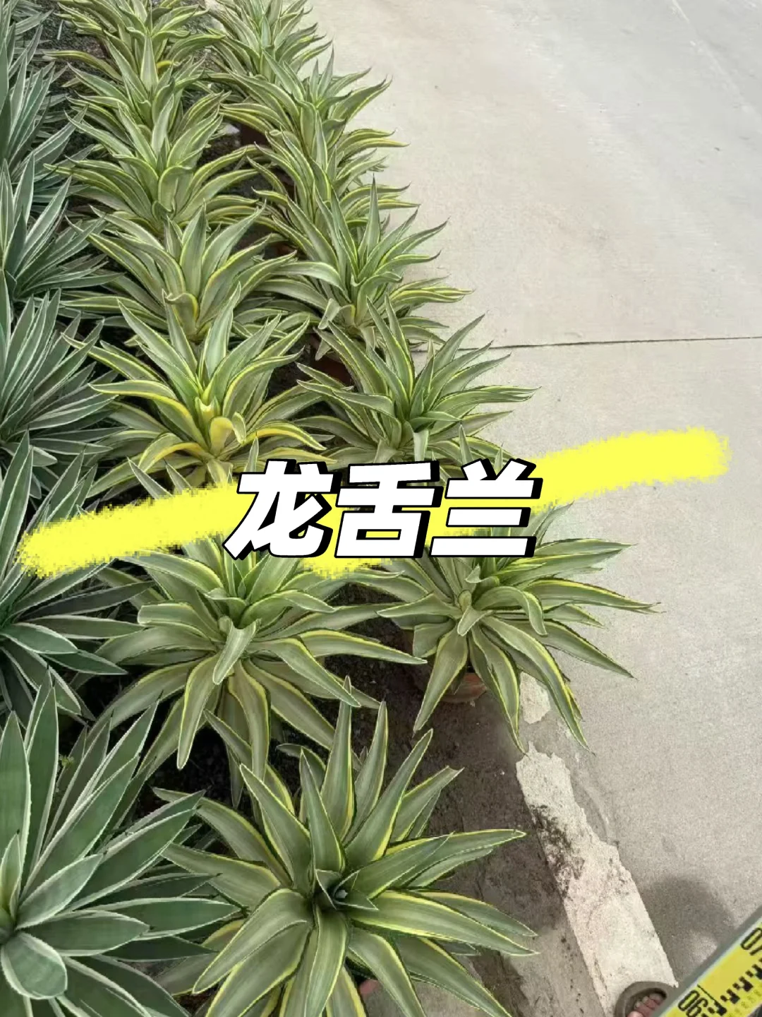 【苗木～金边龙舌兰】