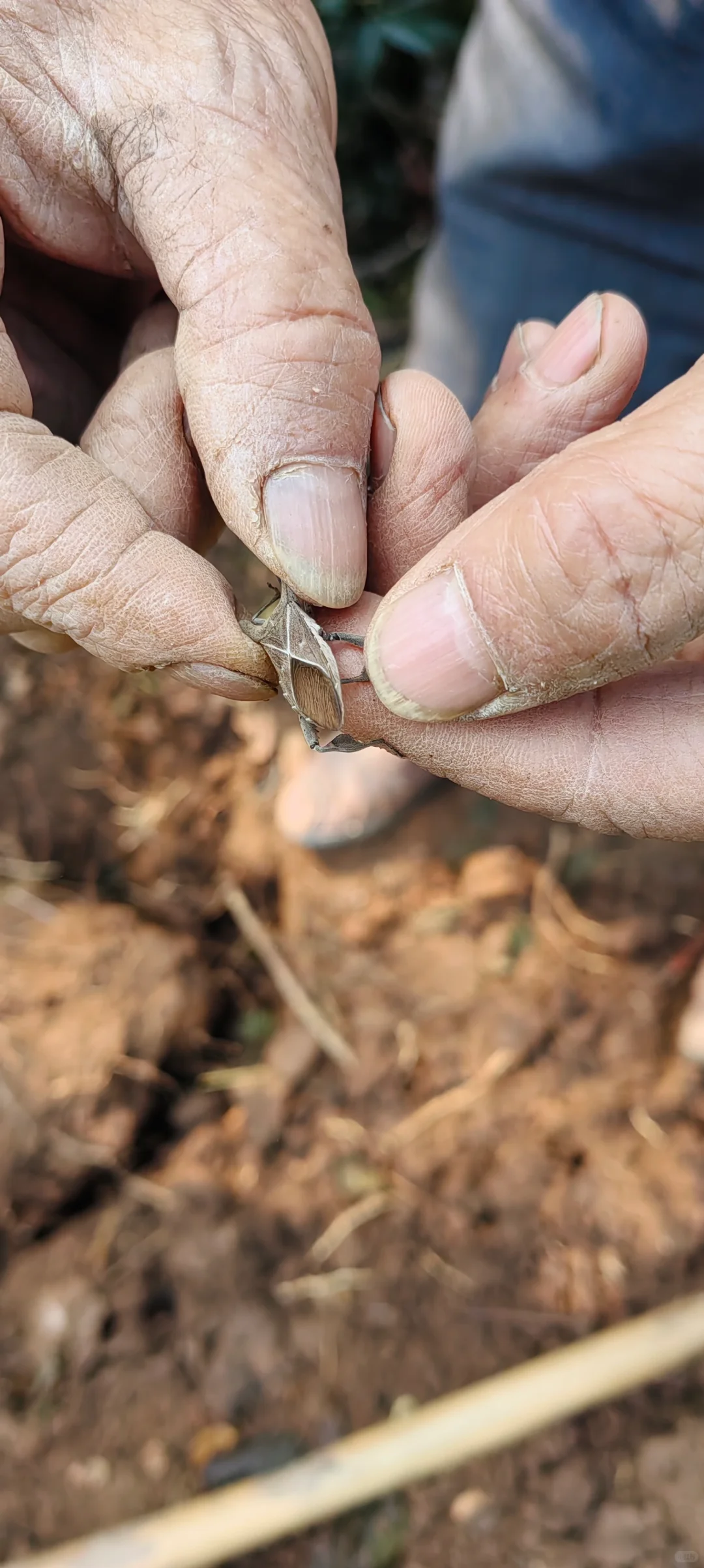小乔木移植施工流程，第二节选