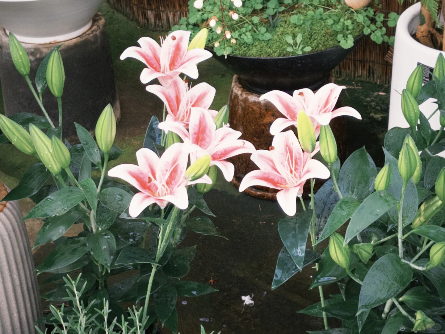 工作可以再找，但今天的绿色必须存档?